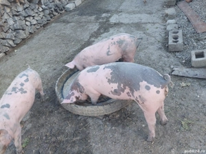 grasuni greutate 45 kg