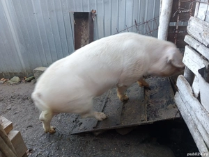 Ieftin porc landreas  - imagine 3