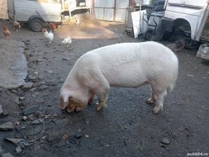 Ieftin porc landreas  - imagine 2