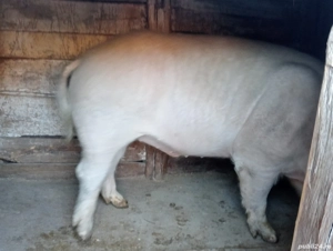 Ieftin porc landreas  - imagine 4