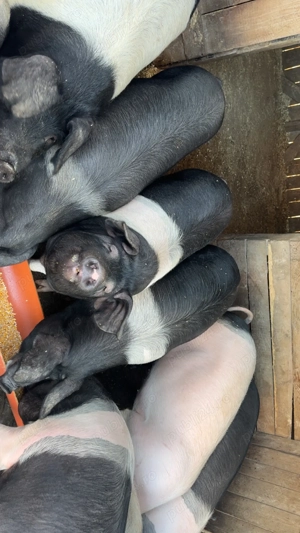 Porci Bazna  - imagine 2