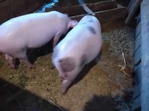 Vând purcei de 8 saptamani