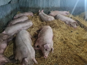 Porci de carne foarte buni 