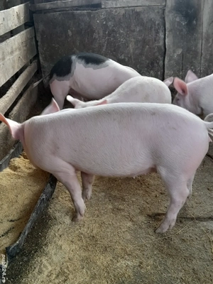 porc.        - imagine 3