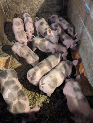 Purcei Pietrain  - imagine 2