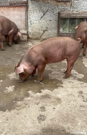 Porci Duroc