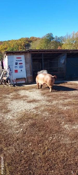 porci duroc