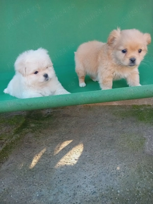 Vand căței bishoni 