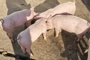 Purceii de vânzare  - imagine 2