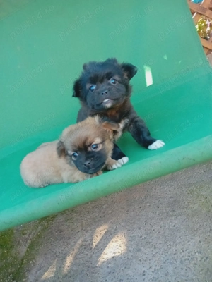 Vand căței bishoni  - imagine 2