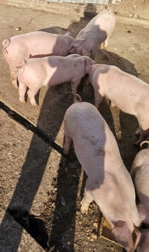 Purceii de vânzare  - imagine 4