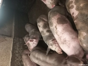 de vanzare - imagine 3