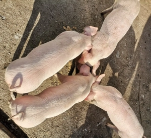 Purceii de vânzare  - imagine 3