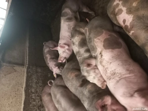 de vanzare - imagine 2