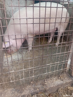 de vânzarea crescut in gospodărie proprie 