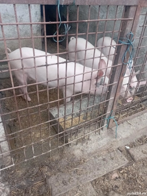 de vânzarea șoldani