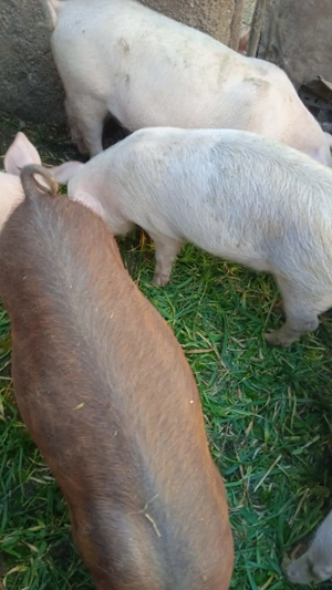 Vând purcei - imagine 2