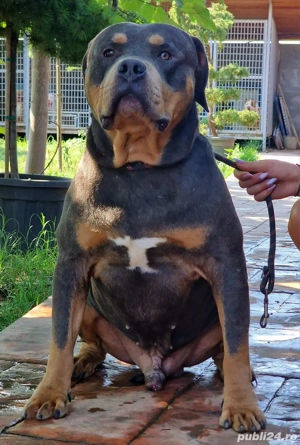 American Bully 8 luni - ABKC - Linie de top !  - imagine 4