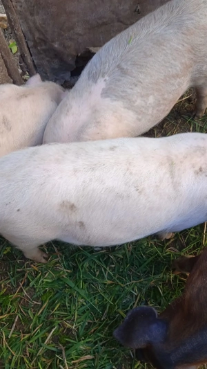 Vând purcei - imagine 3