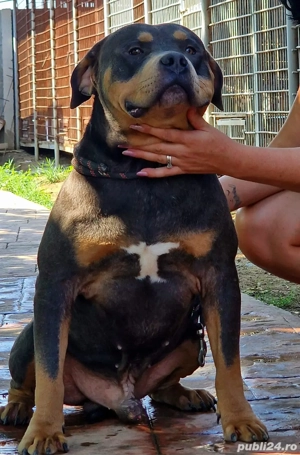 American Bully 8 luni - ABKC - Linie de top !  - imagine 2