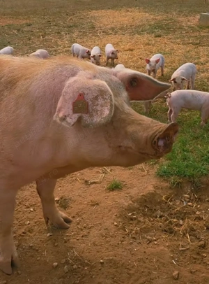 Vand porc gras , genetică, sau purcei intarcati - imagine 5