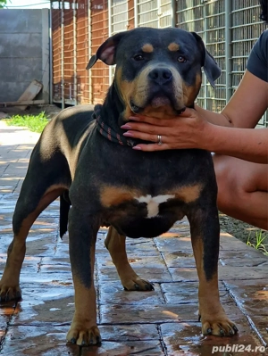 American Bully 8 luni - ABKC - Linie de top ! 