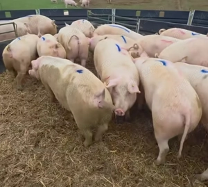 Vand porc gras , genetică, sau purcei intarcati - imagine 4