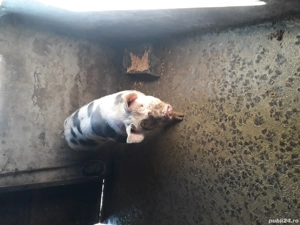 vand porci pentru crăciun 