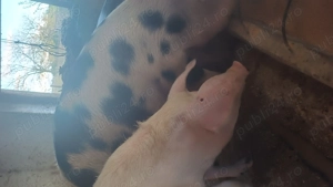 Porci pentru sarbatori