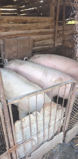 Porci  de carne  - imagine 2