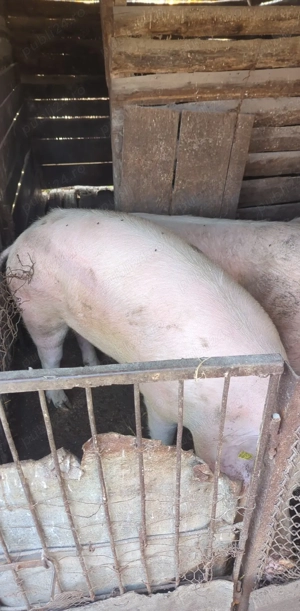 Porci  de carne  - imagine 3