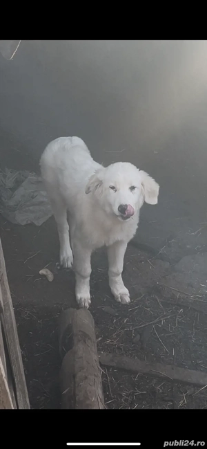 femela balan buna pentru paza oilor caprelor si vacilor 