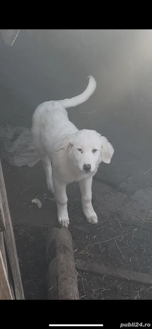 femela balan buna pentru paza oilor caprelor si vacilor  - imagine 2