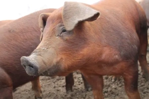 Porci Duroc - 18 lei kg - imagine 2