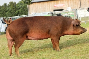 Porci Duroc - 18 lei kg