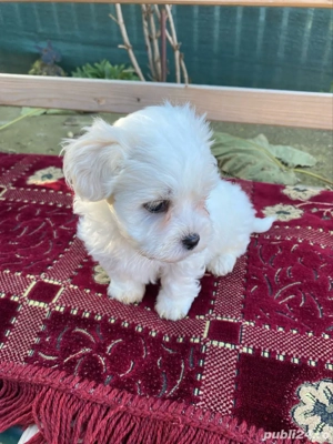 Bichon fetita - imagine 3