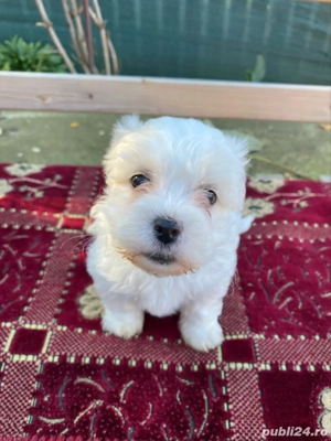 Bichon fetita - imagine 2