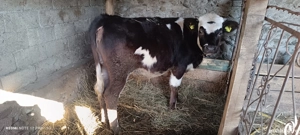 Vitea Baltata romaneasca - imagine 3