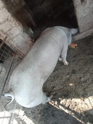 Porci pentru tăiat marele alb și petrean 120 kg - imagine 2