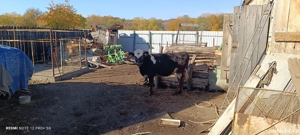 Vitea Baltata romaneasca - imagine 2