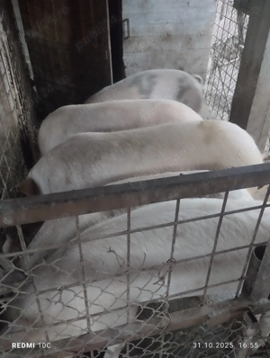 Porci de vînzare  - imagine 2