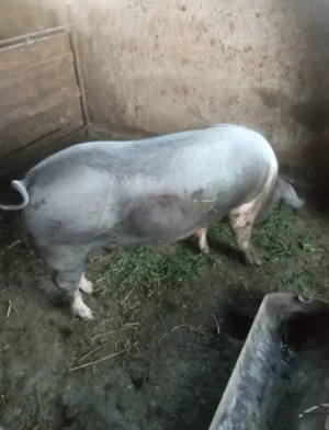 Porci pentru tăiat marele alb și petrean 120 kg - imagine 3