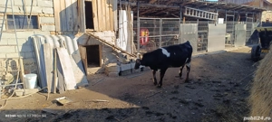 Vitea Baltata romaneasca - imagine 4