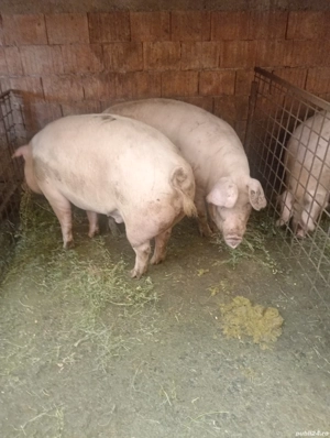 Porci de vânzare  - imagine 2