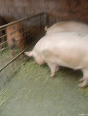Porci de vânzare  - imagine 3