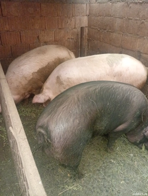Porci de vânzare  - imagine 5
