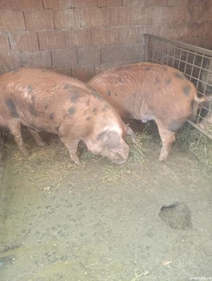 Porci de vânzare  - imagine 4