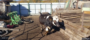 Vitea Baltata romaneasca - imagine 5