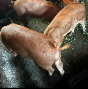 Porci duroc 800 lei - imagine 3