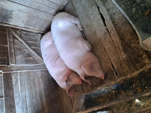 Porci de sărbători 